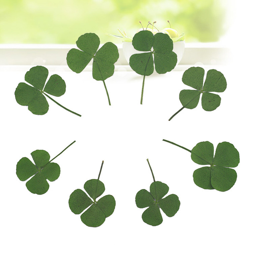 12Pcs Four Leaf Clover Dried C - Resin Craft Material review and price