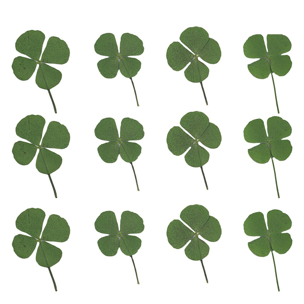 12Pcs Four Leaf Clover Dried C - Resin Craft Material review and price